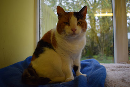 elderly tortie cat in pen