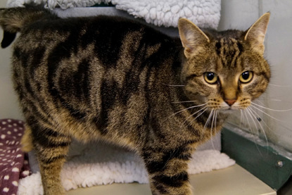 tabby cat in rescue centre pen