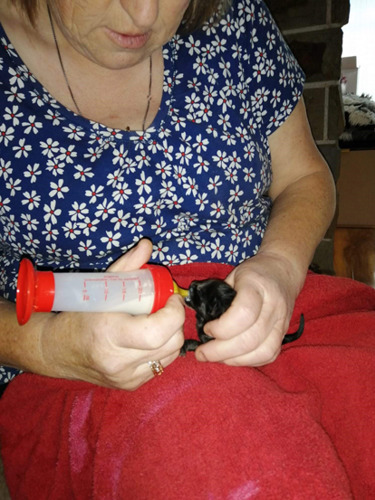 woman bottle-feeding newborn black kitten