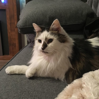 longhaired white and black cat on grey sofa