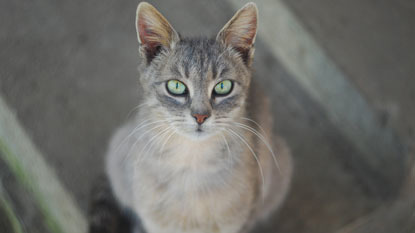 grey cat with green eyes