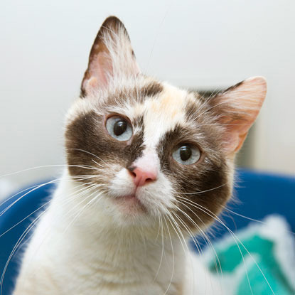 grey tortie cat