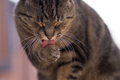 tabby cat grooming its paw