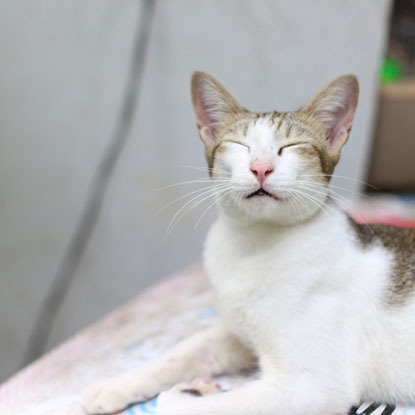 tabby and white cat with closed eyes