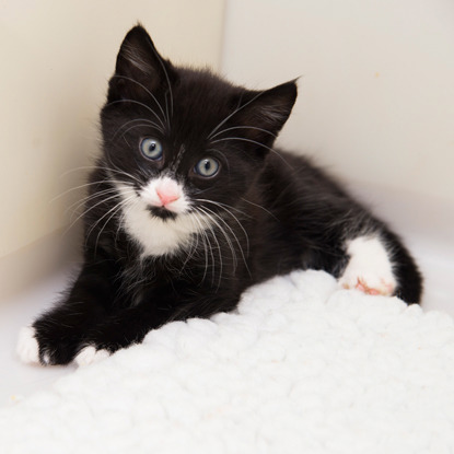 black and white kitten