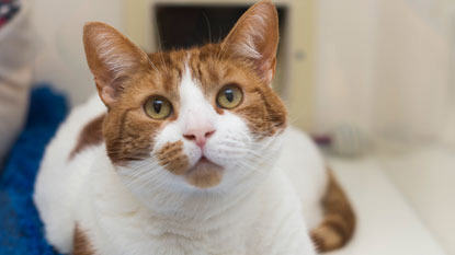 ginger and white tabby cat looking up at camera