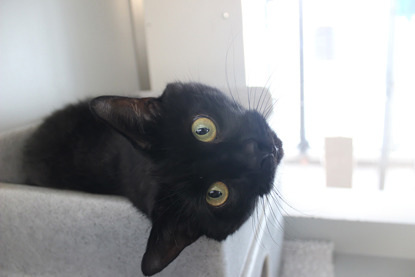 cat upside down on cat hide in cat pen