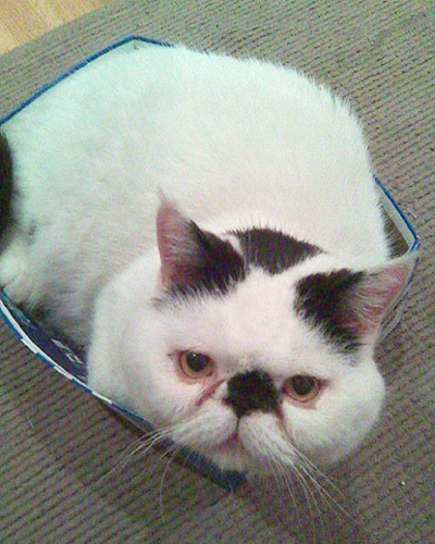 black and white cat sitting in shoebox