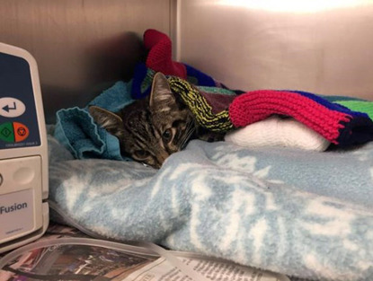 tabby cat on drip and covered with blankets