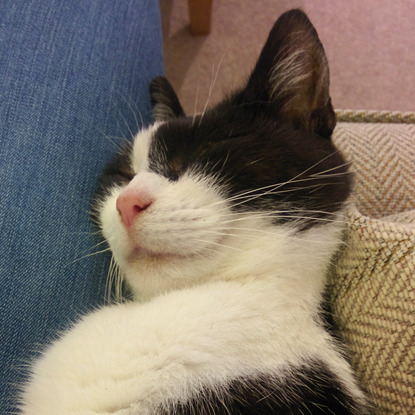 black and white cat smiling