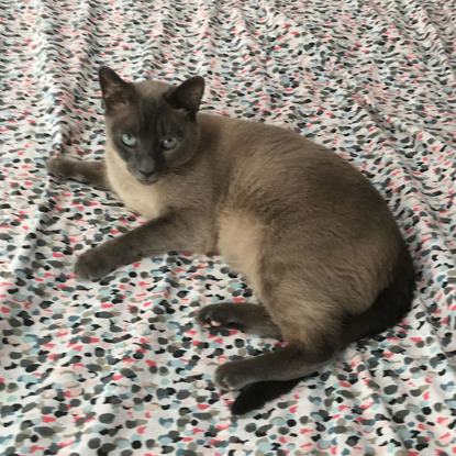 brown cat lying on spotty bed covers