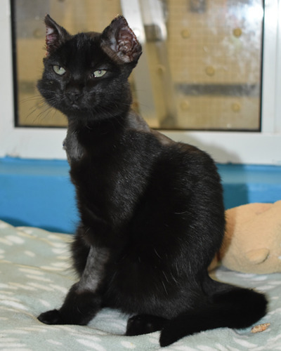 black cat in pen with burned ears and bald leg