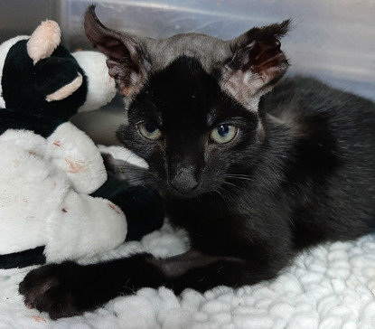 black cat with burned ears