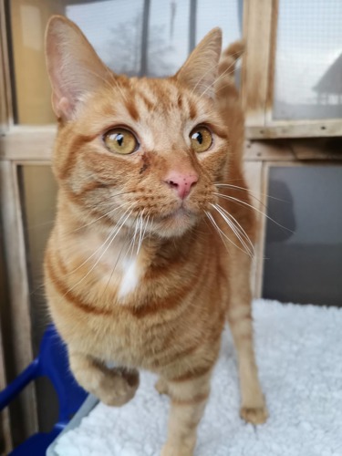 ginger tabby with front paw raised