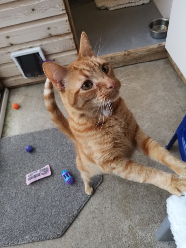 ginger tabby cat standing on back legs