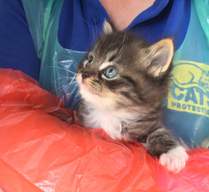 tabby and white kitten held by a Cats Protection volunteer