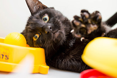 black cat with paw up by Cats Protection food bowl