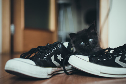 black kitten next to trainers