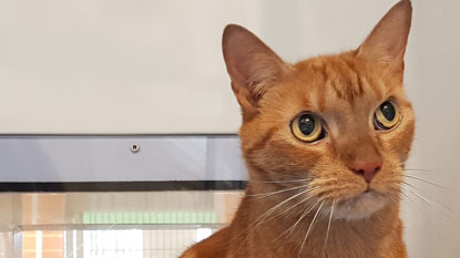 ginger cat with amber eyes