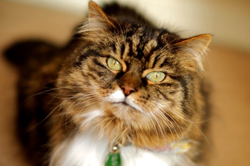 longhaired tabby and white cat looking at camera