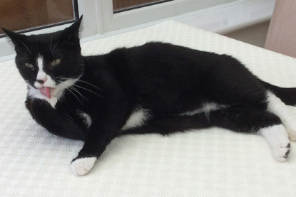 black and white cat licking paw