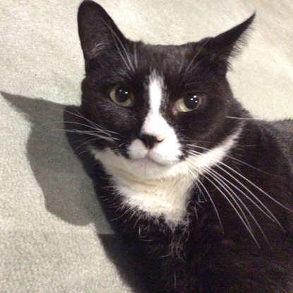 black and white cat with black nose