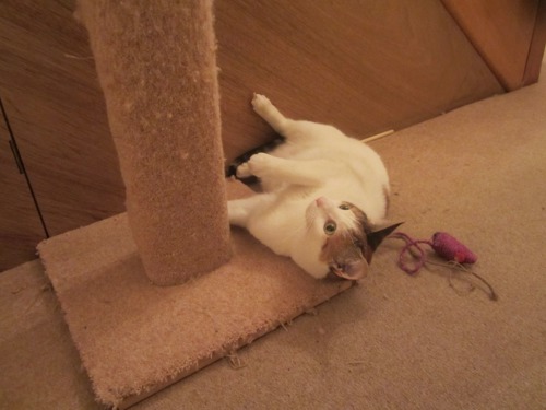 Tortoiseshell and white cat lying under scratch post