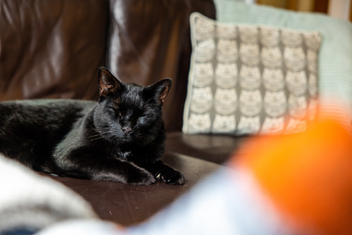 black cat lying on brown sofa with their eyes half closed