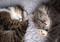 A brown tabby-and-white cat curled up asleep next to a grey tabby-and-white cat