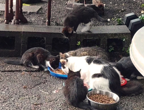 Garden cats eating from a bowl
