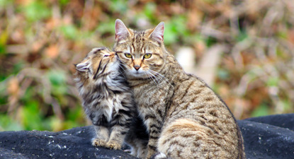 tabby kitten licking tabby cat's face