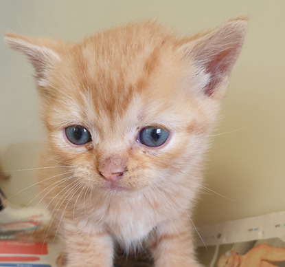 ginger kitten with blue eyes