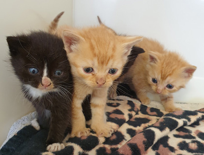 black-and-white kitten and ginger kittens on leopard print blanket