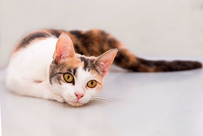 white and tortoiseshell kitten on white floor