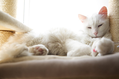 white cat asleep against scratch post