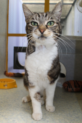 elderly tabby and white cat in rescue pen