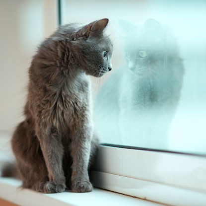 grey cat looking out window