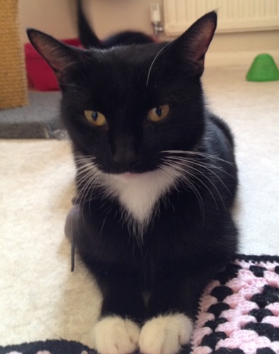 Black cat with white chest sitting on carpet