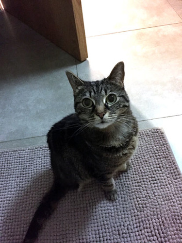 tabby cat looking up at camera