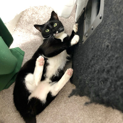 black and white cat lying on the floor with paws in the air