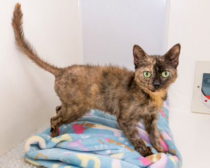 tortoiseshell cat with fur loss