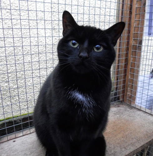 black cat with green eyes sitting on shelving in outdoor pen