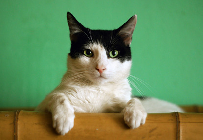 black and white cat in front of green wall