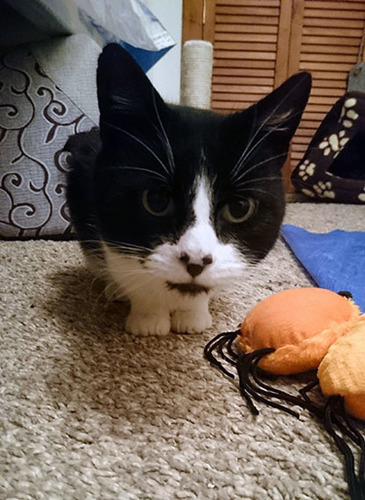 black and white cat crouched on carpet