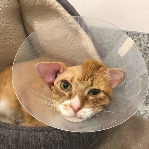 ginger and white tabby with shaved head wearing buster collar