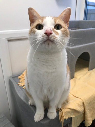 ginger and white cat in a cat pen