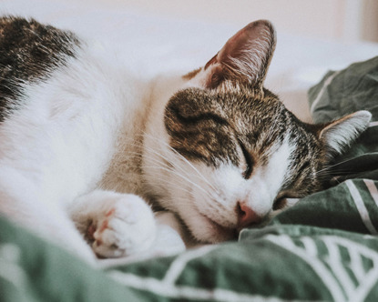 tabby and white cat asleep on bed