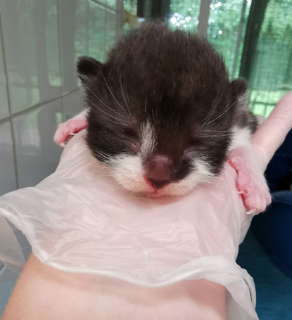 newborn black and white kitten being held in gloved hand