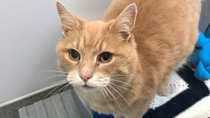 ginger cat looking up at camera