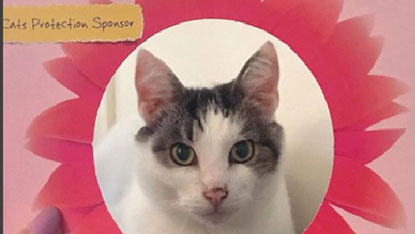 tabby and white cat in Cats Protection's flower photo frame